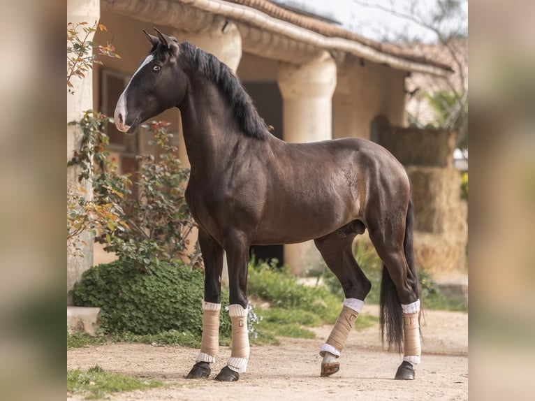 Lusitano Stallion 4 years 15,2 hh Smoky-Black in Aramon
