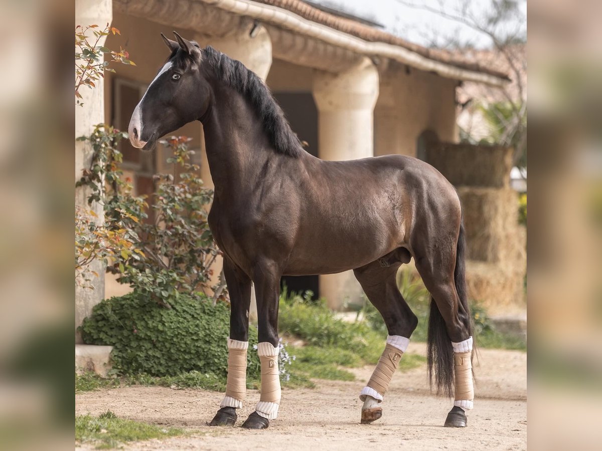 Lusitano Stallion 4 years 15,2 hh Smoky-Black in Aramon