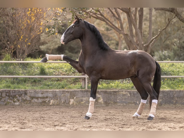 Lusitano Stallion 4 years 15,2 hh Smoky-Black in Aramon