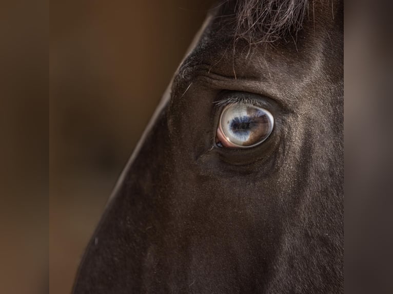 Lusitano Stallion 4 years 15,2 hh Smoky-Black in Aramon
