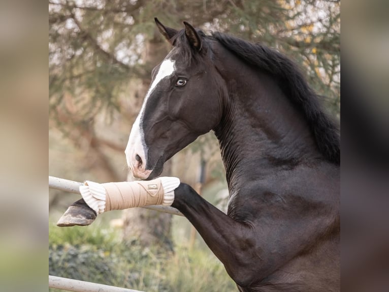 Lusitano Stallion 4 years 15,2 hh Smoky-Black in Aramon