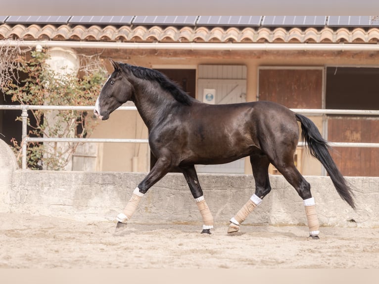 Lusitano Stallion 4 years 15,2 hh Smoky-Black in Aramon
