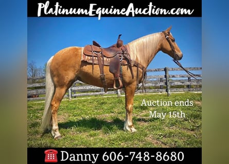 Missouri Foxtrotter, Gelding, 12 years, 14.3 hh, Palomino