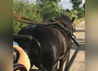 Fellponystute