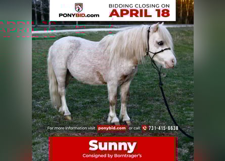 More ponies/small horses, Gelding, 10 years, 8 hh, Roan-Red