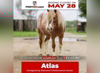 More ponies/small horses, Gelding, 10 years, 9.1 hh