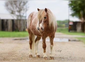 More ponies/small horses, Gelding, 10 years, 9.1 hh