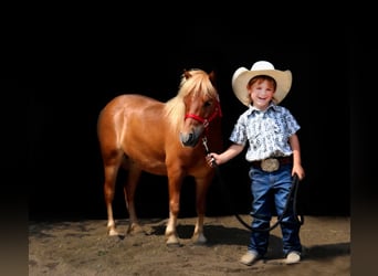 More ponies/small horses, Gelding, 11 years, 9.1 hh, Red Dun