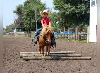 More ponies/small horses, Gelding, 11 years, 9.1 hh, Red Dun