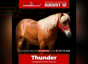 More ponies/small horses, Gelding, 11 years, 9.1 hh, Red Dun