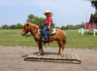 More ponies/small horses, Gelding, 11 years, 9.1 hh, Red Dun