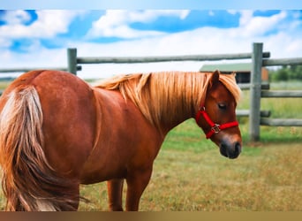 More ponies/small horses, Gelding, 11 years, 9.1 hh, Red Dun