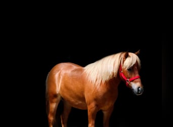 More ponies/small horses, Gelding, 11 years, 9.1 hh, Red Dun