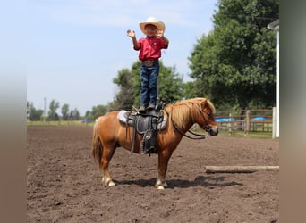 More ponies/small horses, Gelding, 11 years, 9.1 hh, Red Dun
