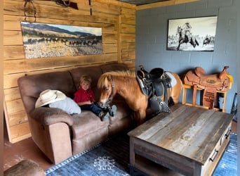 More ponies/small horses, Gelding, 11 years, 9.1 hh, Red Dun