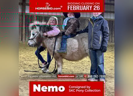 More ponies/small horses, Gelding, 8 years, 7.1 hh, Gray