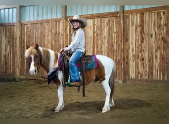 More ponies/small horses, Gelding, 9 years, 10 hh