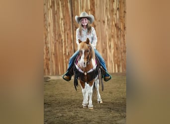 More ponies/small horses, Gelding, 9 years, 10 hh