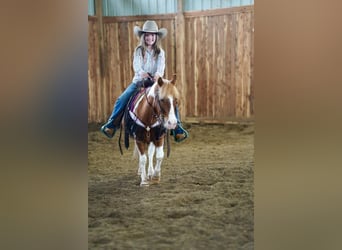 More ponies/small horses, Gelding, 9 years, 10 hh