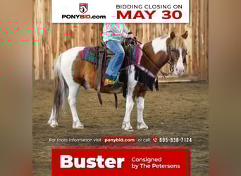 More ponies/small horses, Gelding, 9 years, 10 hh