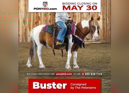 More ponies/small horses, Gelding, 9 years, 10 hh