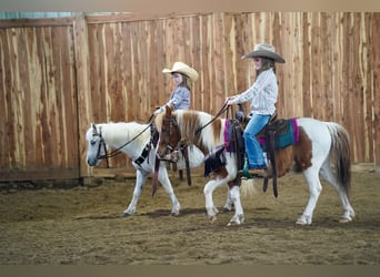 More ponies/small horses, Gelding, 9 years, 10 hh