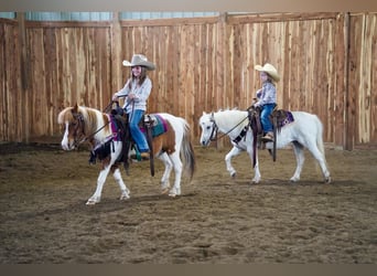 More ponies/small horses, Gelding, 9 years, 10 hh