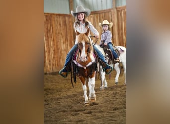 More ponies/small horses, Gelding, 9 years, 10 hh