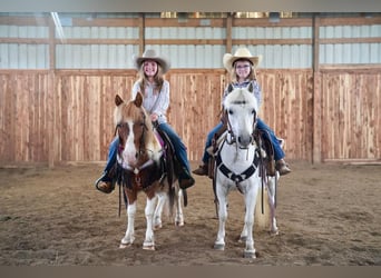 More ponies/small horses, Gelding, 9 years, 10 hh