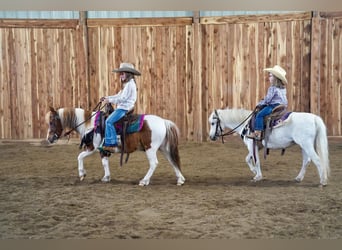 More ponies/small horses, Gelding, 9 years, 10 hh