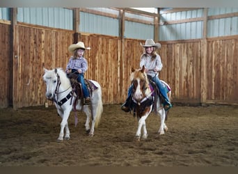 More ponies/small horses, Gelding, 9 years, 10 hh