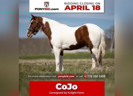More ponies/small horses, Gelding, 9 years, 13.2 hh