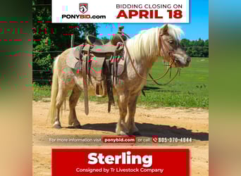 More ponies/small horses, Gelding, 9 years, 9 hh