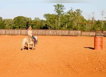 More ponies/small horses, Gelding, 9 years, 9 hh
