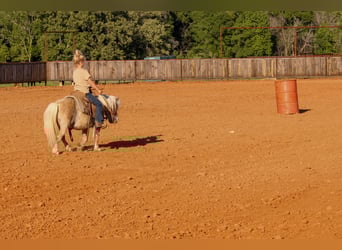 More ponies/small horses, Gelding, 9 years, 9 hh