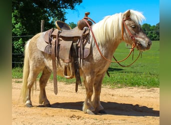 More ponies/small horses, Gelding, 9 years, 9 hh