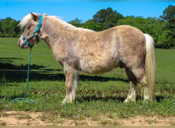 More ponies/small horses, Gelding, 9 years, 9 hh