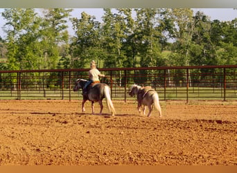 More ponies/small horses, Gelding, 9 years, 9 hh
