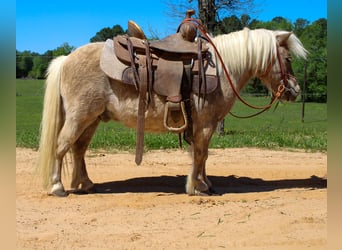 More ponies/small horses, Gelding, 9 years, 9 hh