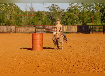 More ponies/small horses, Gelding, 9 years, 9 hh