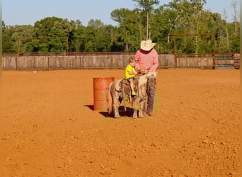 More ponies/small horses, Gelding, 9 years, 9 hh