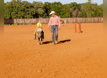 More ponies/small horses, Gelding, 9 years, 9 hh
