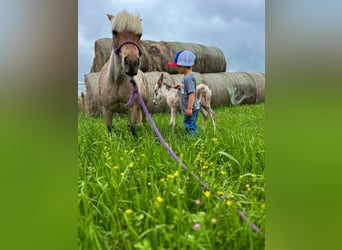 More ponies/small horses, Mare, 10 years, 9 hh, Roan-Red