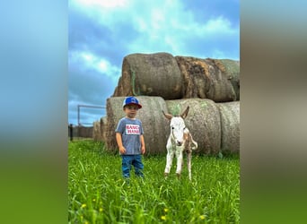 More ponies/small horses, Mare, 10 years, 9 hh, Roan-Red
