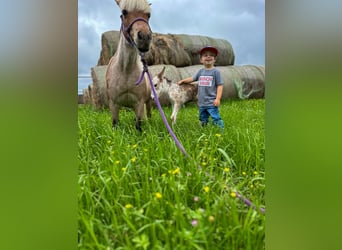 More ponies/small horses, Mare, 10 years, 9 hh, Roan-Red