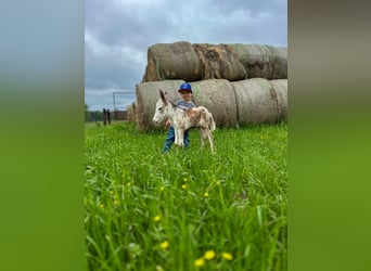 More ponies/small horses, Mare, 10 years, 9 hh, Roan-Red