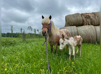 More ponies/small horses, Mare, 10 years, 9 hh, Roan-Red