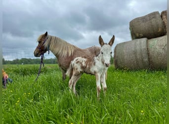 More ponies/small horses, Mare, 10 years, 9 hh, Roan-Red