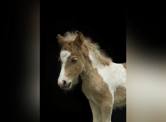 More ponies/small horses, Mare, 4 years, 7.2 hh