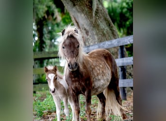More ponies/small horses, Mare, 4 years, 7.2 hh